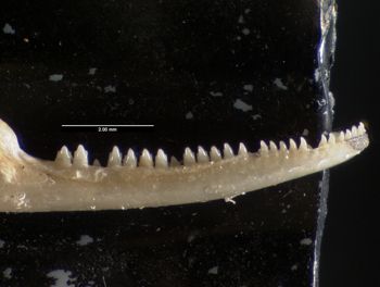 Media type: image;   Herpetology R-184661